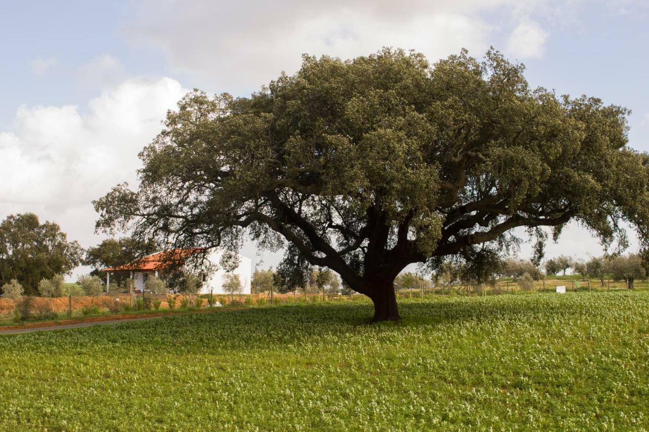 Monte Quinta Verde Guest House Ferreira Do Alentejo Exterior photo